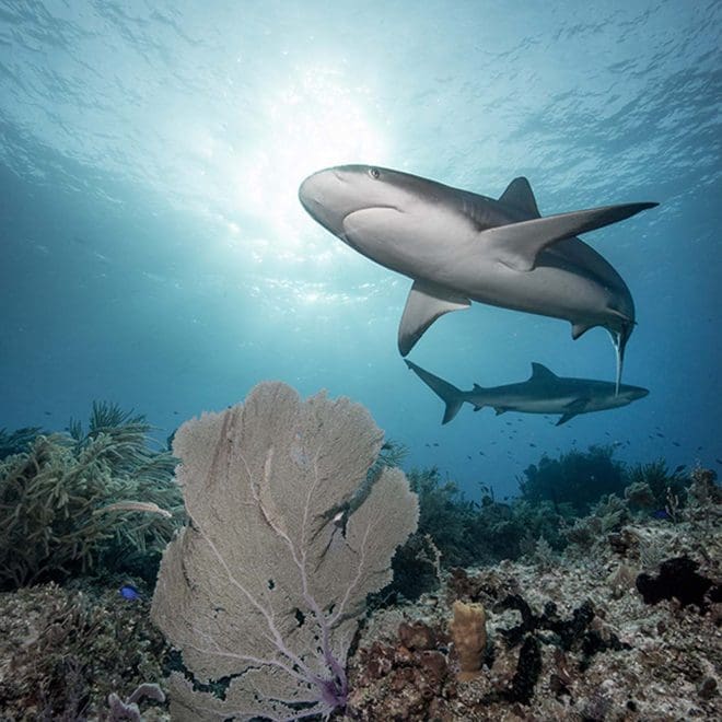 reef sharks desat sea fan wm sm LP8_1317