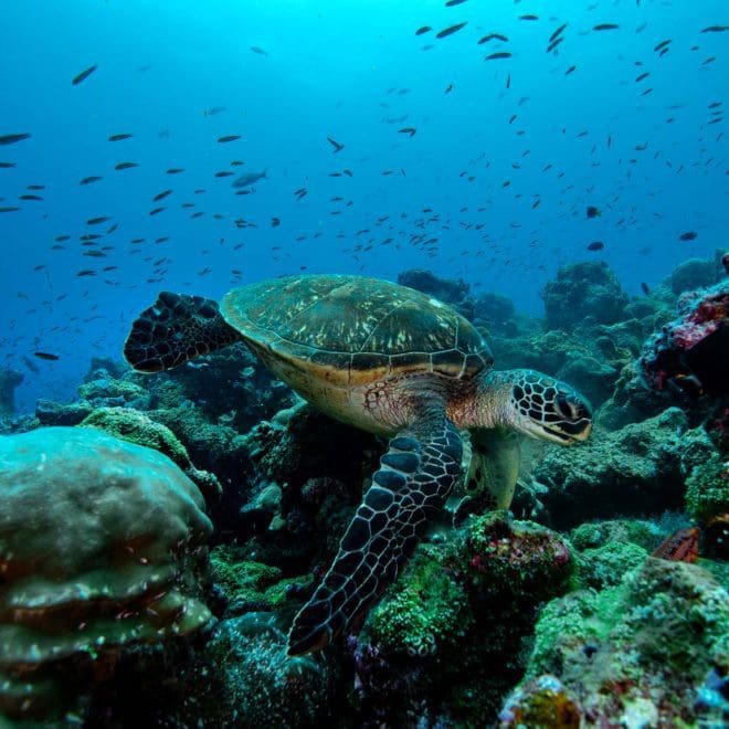 turtle on reef at darwin LP1_8039 copy