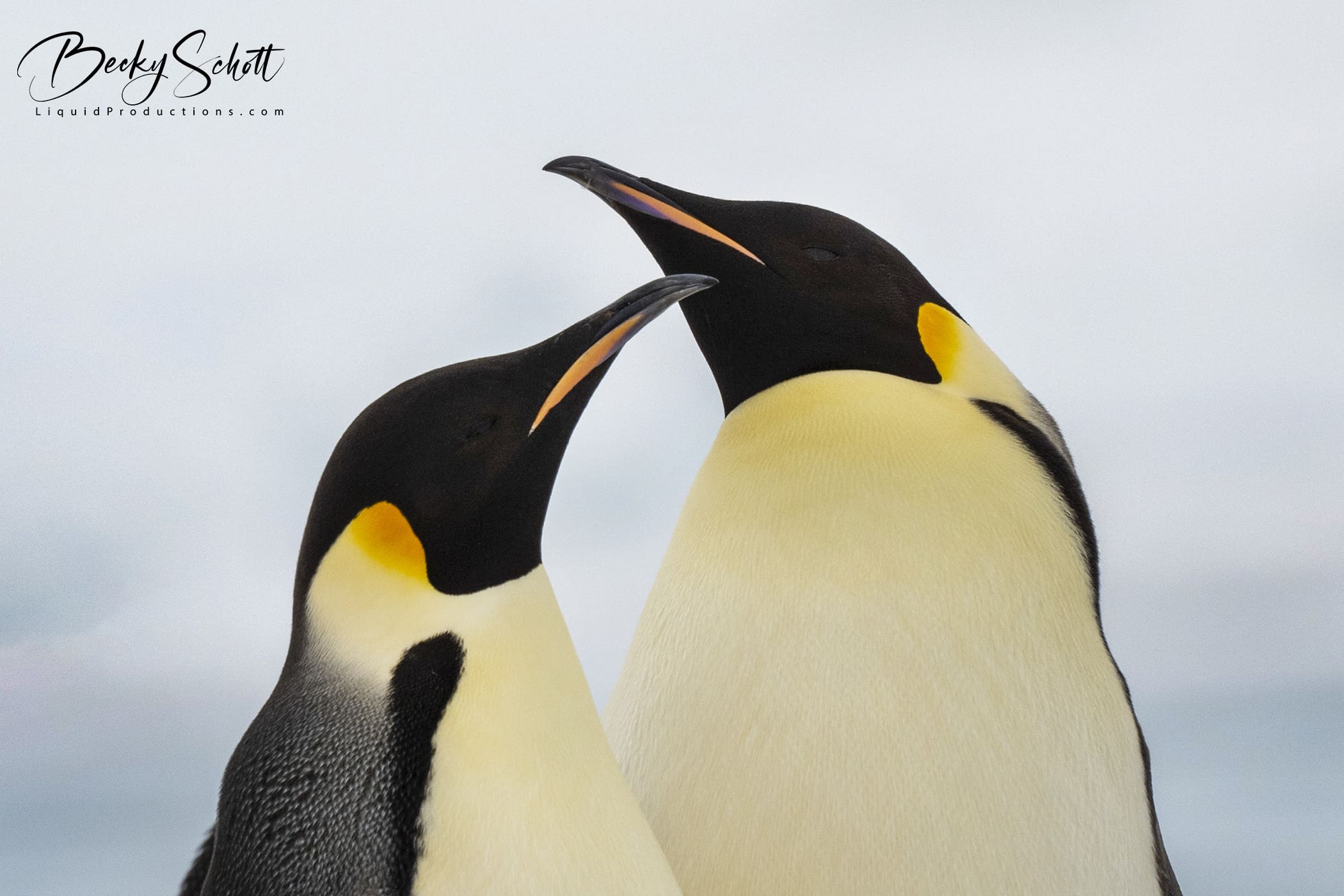 emperor-penguin-heads-cu-wm-sm