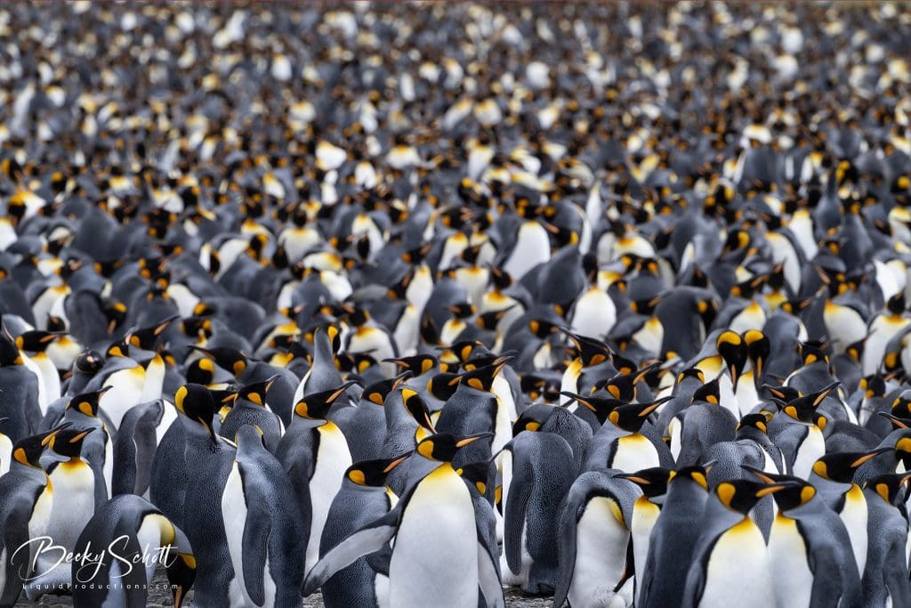 668715380_10165415987438352_2657936870701746365_n-1