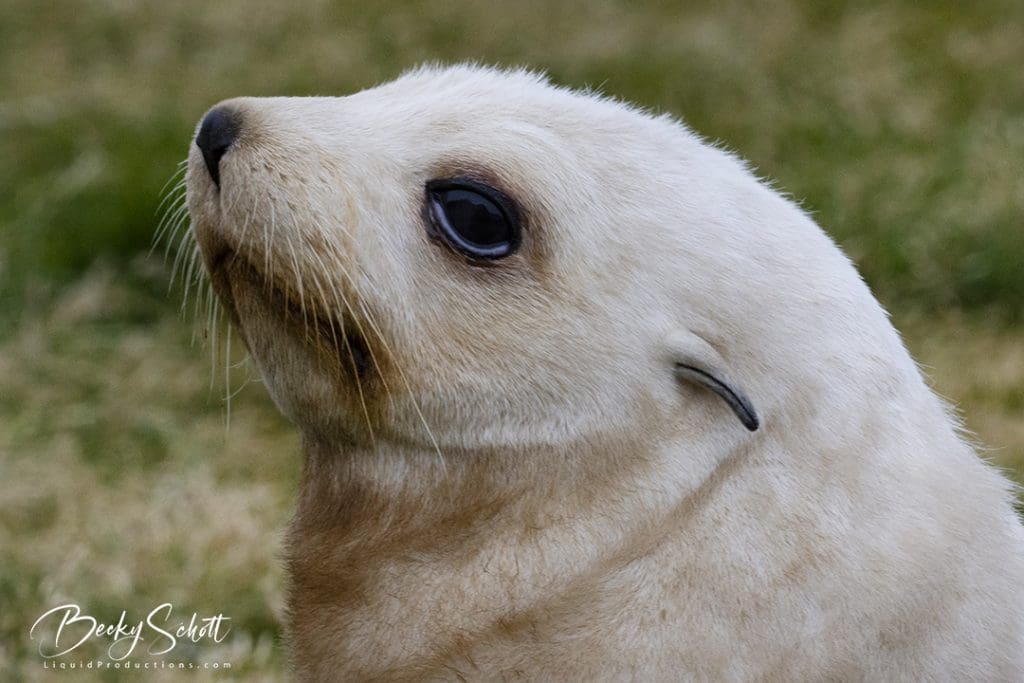 albino baby fur seal awe _LP33702 wm sm