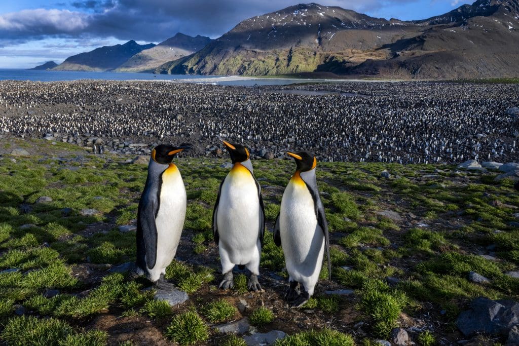 king penguins south ga header photo 2